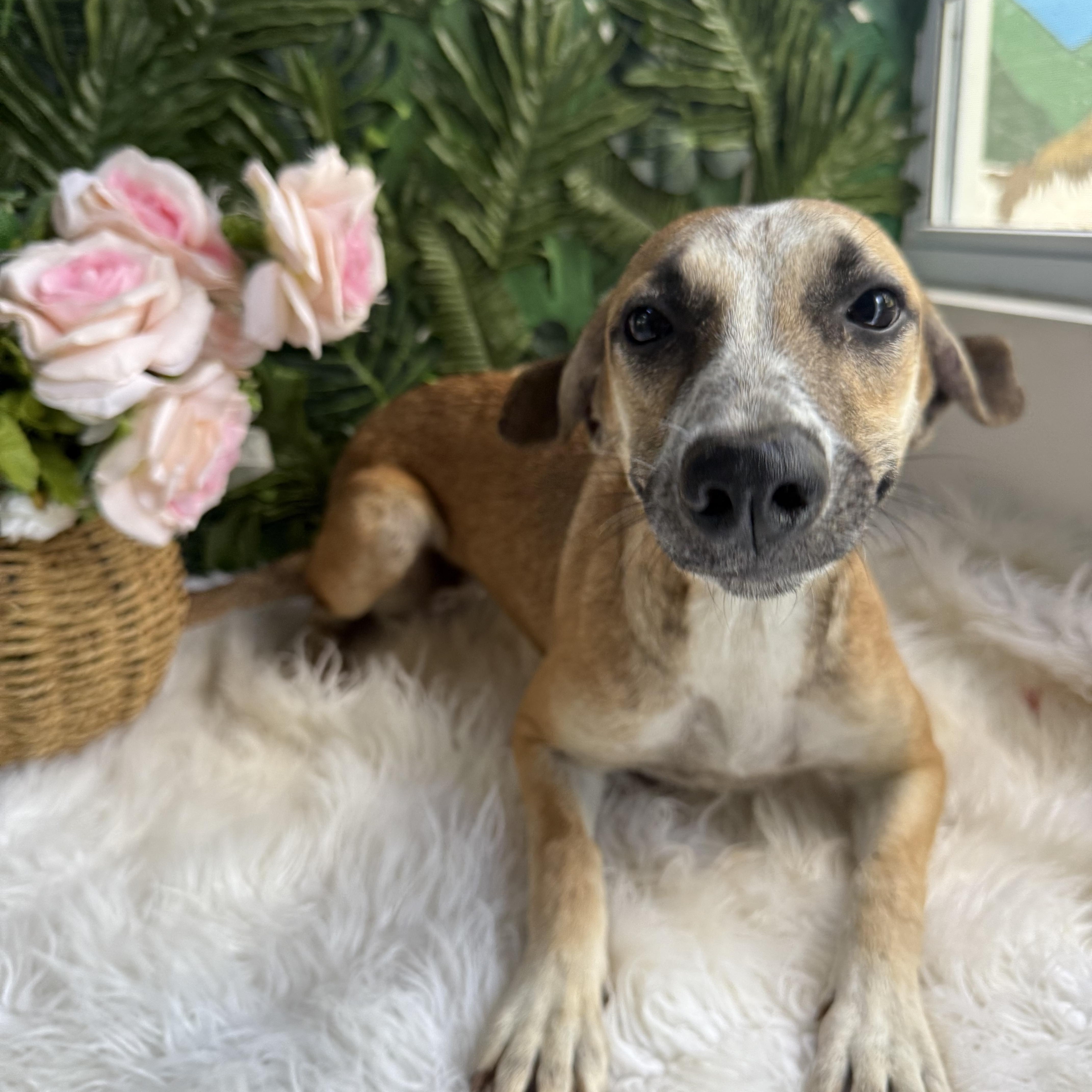 Enlarge Nugget, a Adoptable Black Mouth Cur in Etobicoke, ON image 1/1