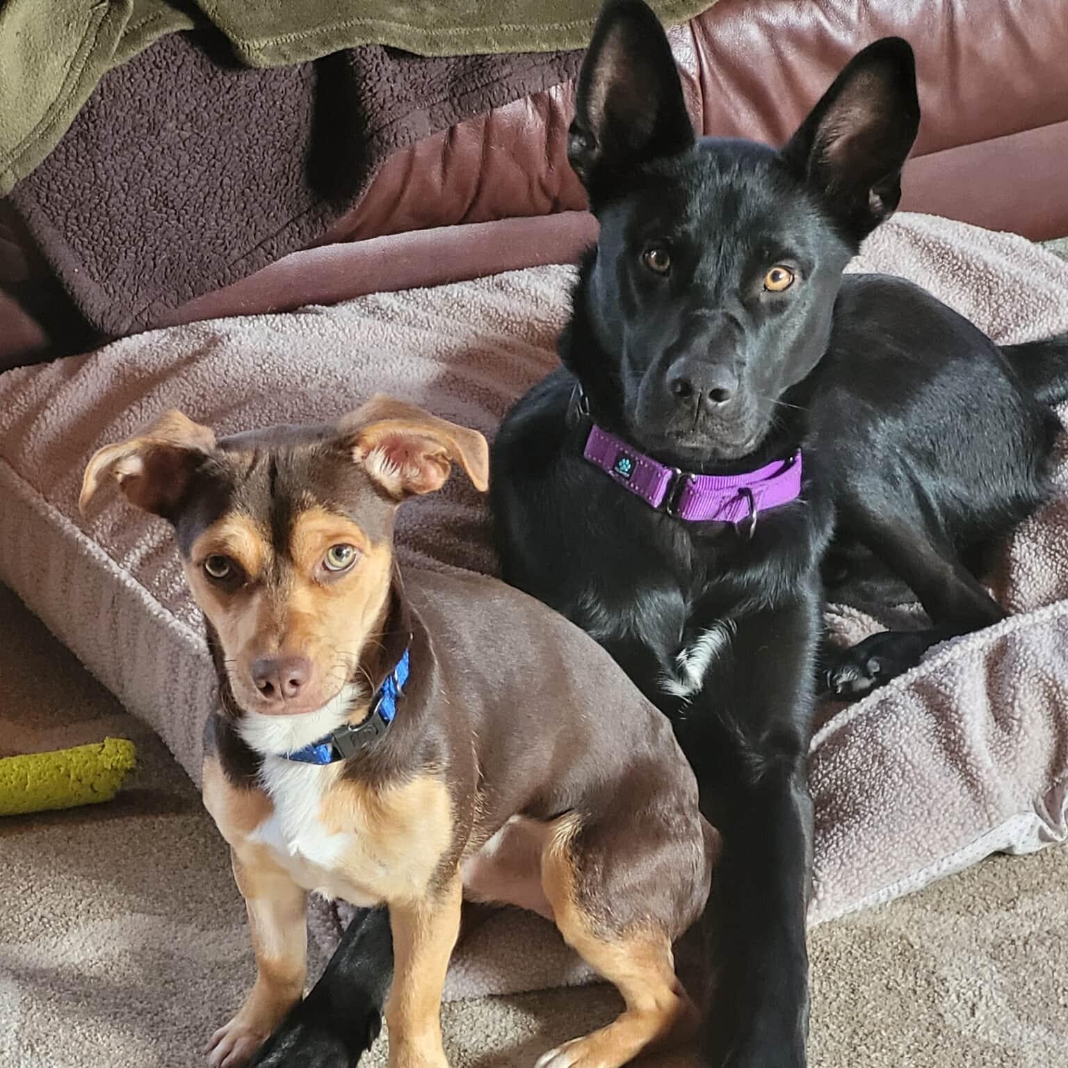 Nikko Smith, Adoptable, Puppy Male Shepherd.