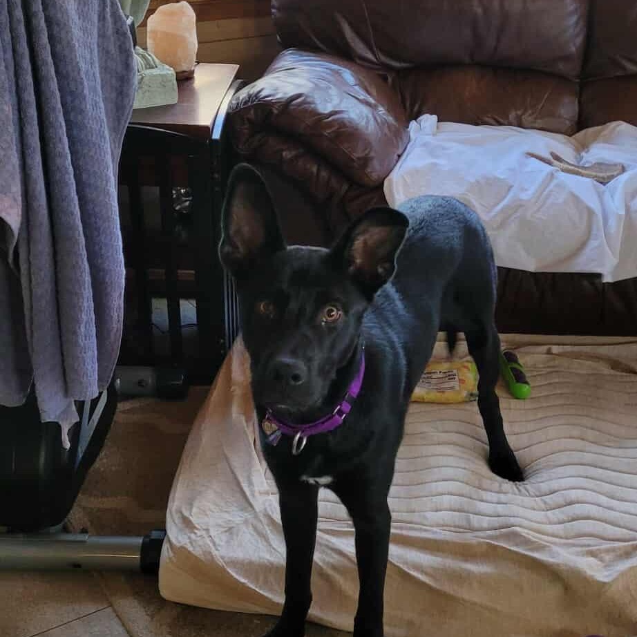 Enlarge Nikko Smith, a Adoptable mixed breed in Plainfield, IL image 5/5