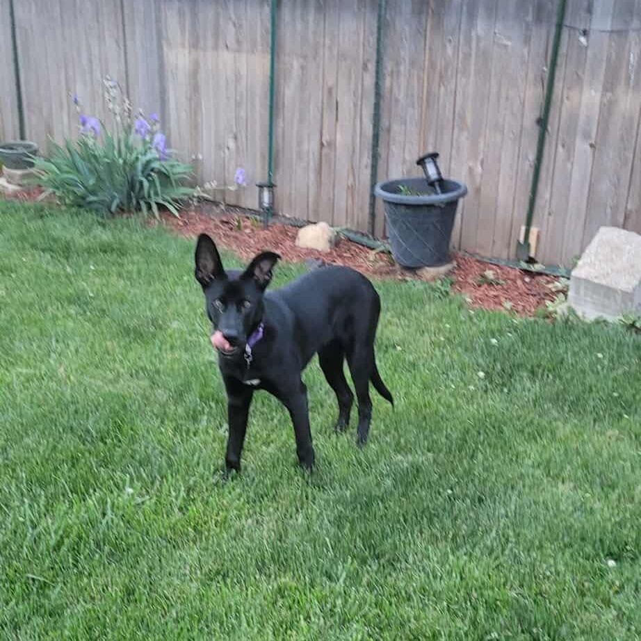 Enlarge Nikko Smith, a Adoptable mixed breed in Plainfield, IL image 4/5