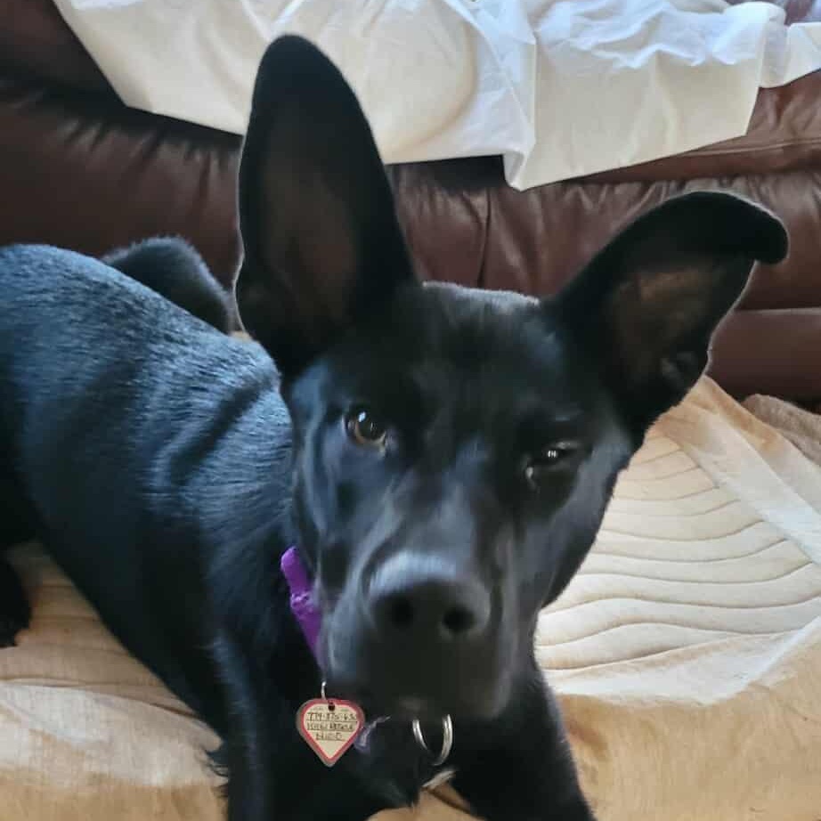 Enlarge Nikko Smith, a Adoptable mixed breed in Plainfield, IL image 2/5