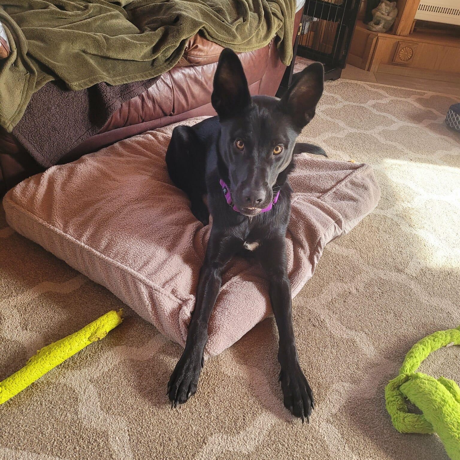 Enlarge Nikko Smith, a Adoptable mixed breed in Plainfield, IL image 3/5