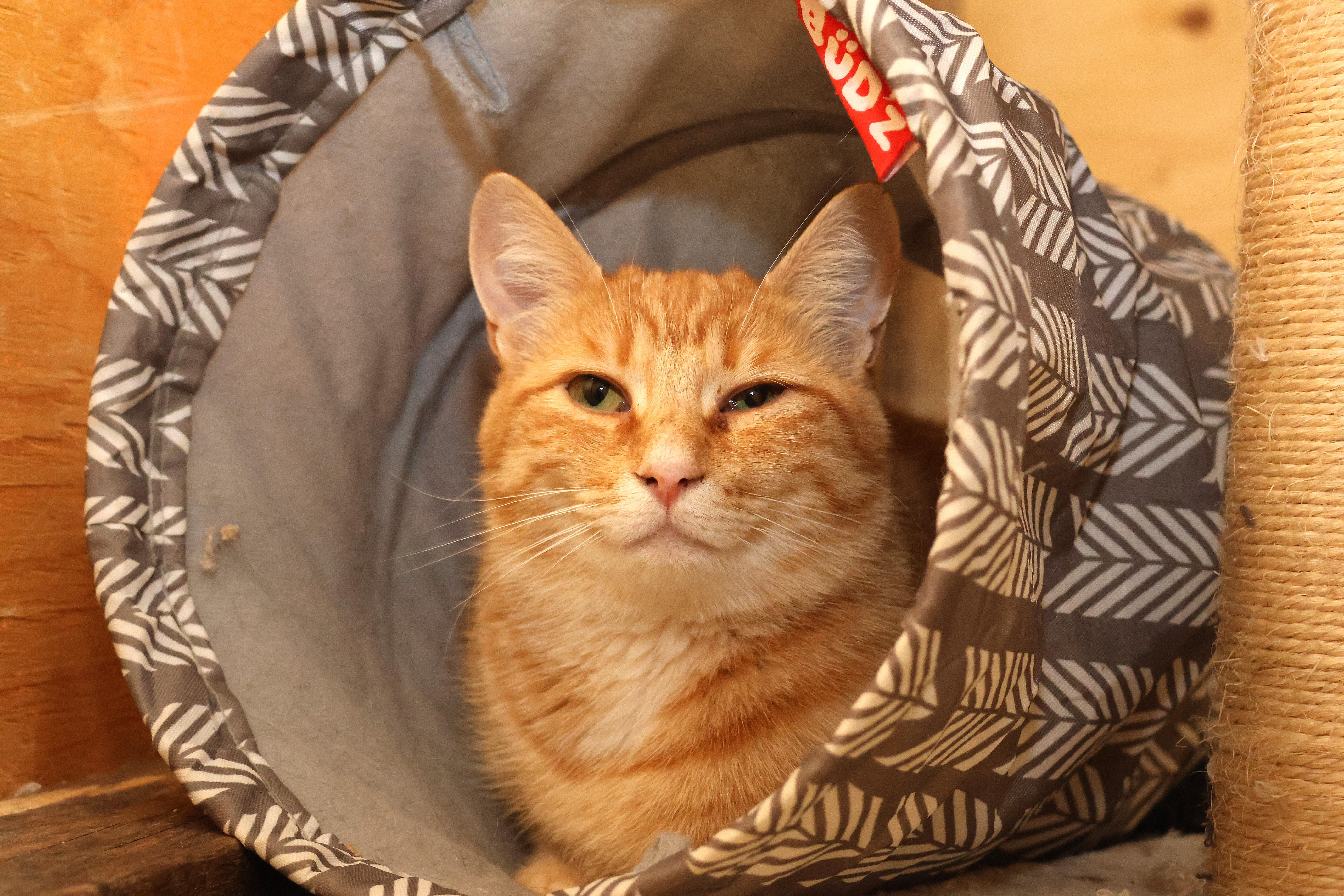 Lucy Loo, Adoptable, Adult Female Domestic Short Hair.