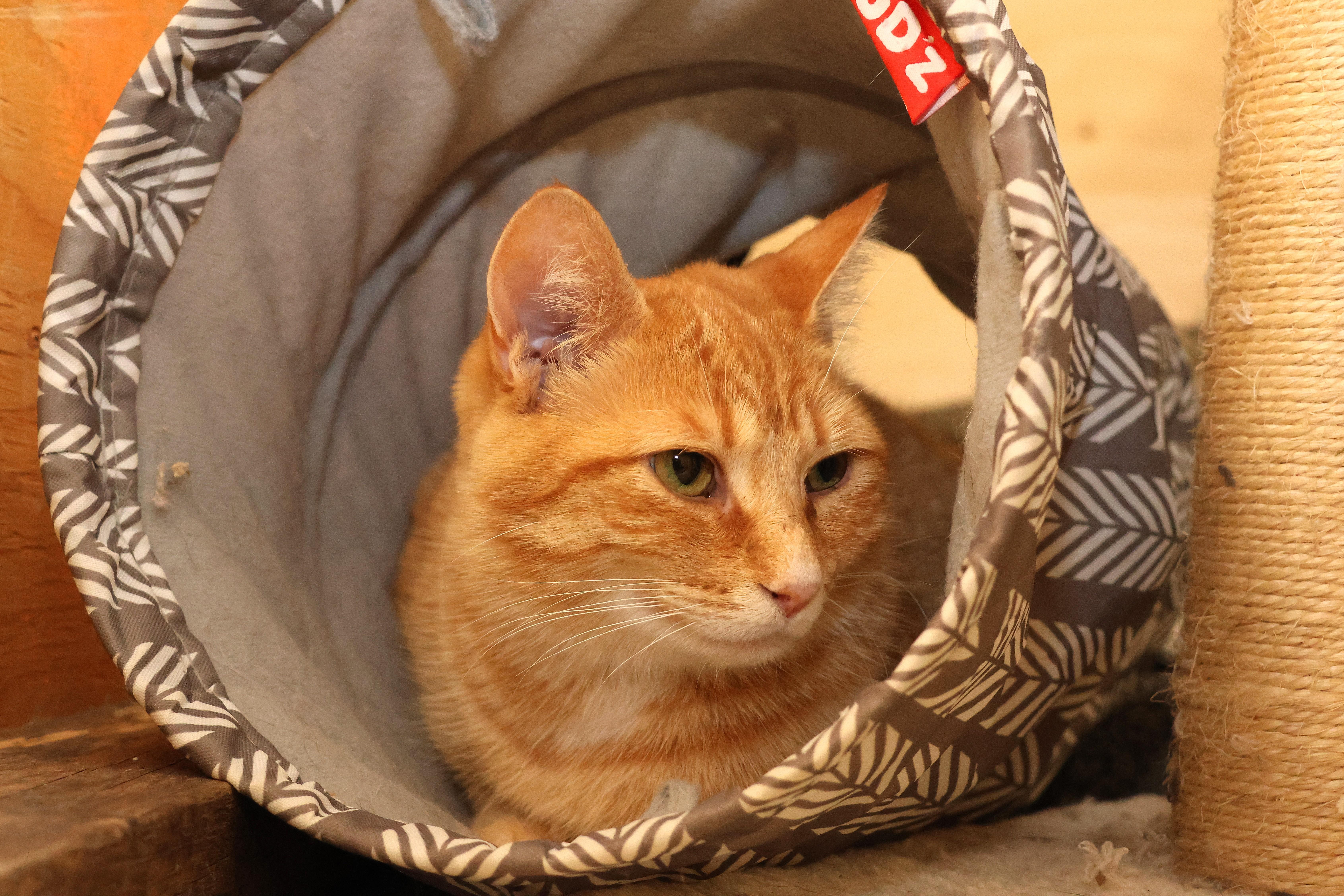 Lucy Loo, a Adoptable Domestic Short Hair in Wakefield, QC image 2/6