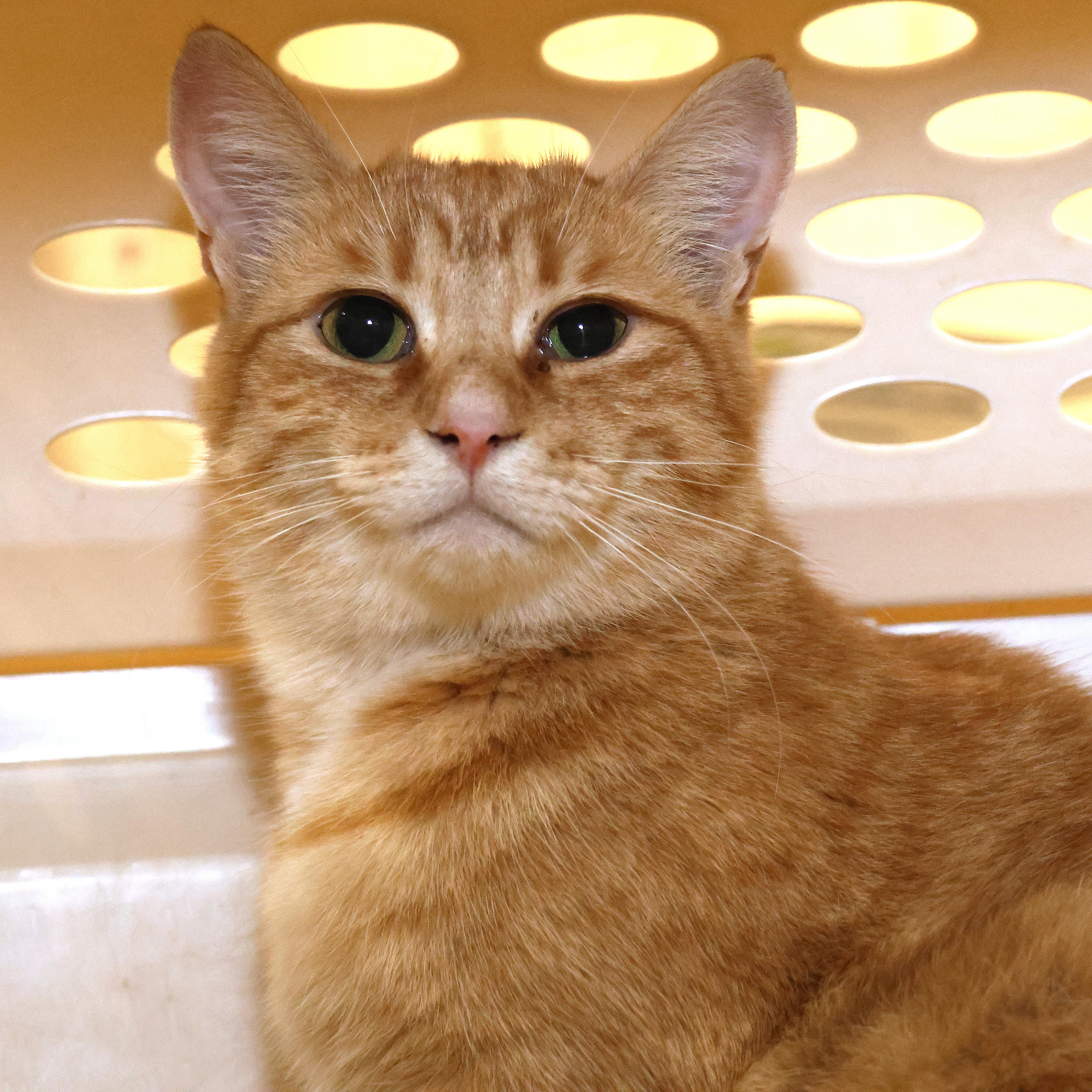 Lucy Loo, a Adoptable Domestic Short Hair in Wakefield, QC image 3/6