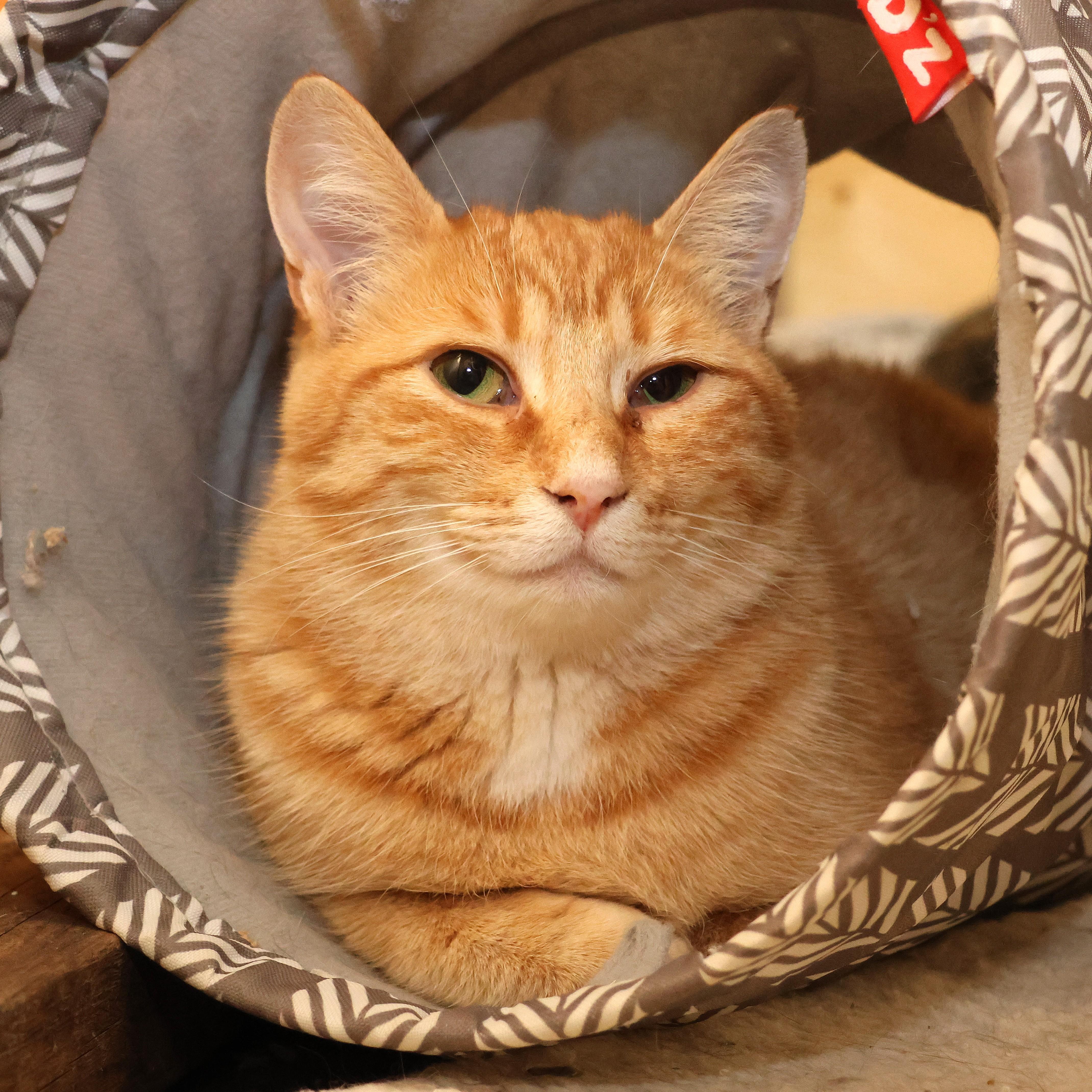 Lucy Loo, a Adoptable Domestic Short Hair in Wakefield, QC image 4/6