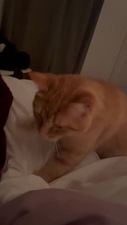 Enlarge Lucy Loo, a Adoptable Domestic Short Hair in Wakefield, QC video 5/6