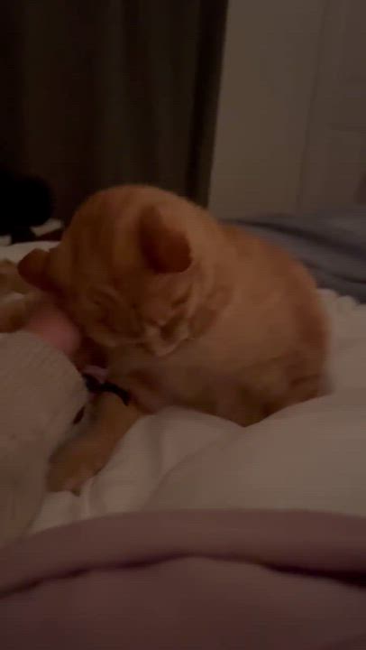 Enlarge Lucy Loo, a Adoptable Domestic Short Hair in Wakefield, QC video 6/6