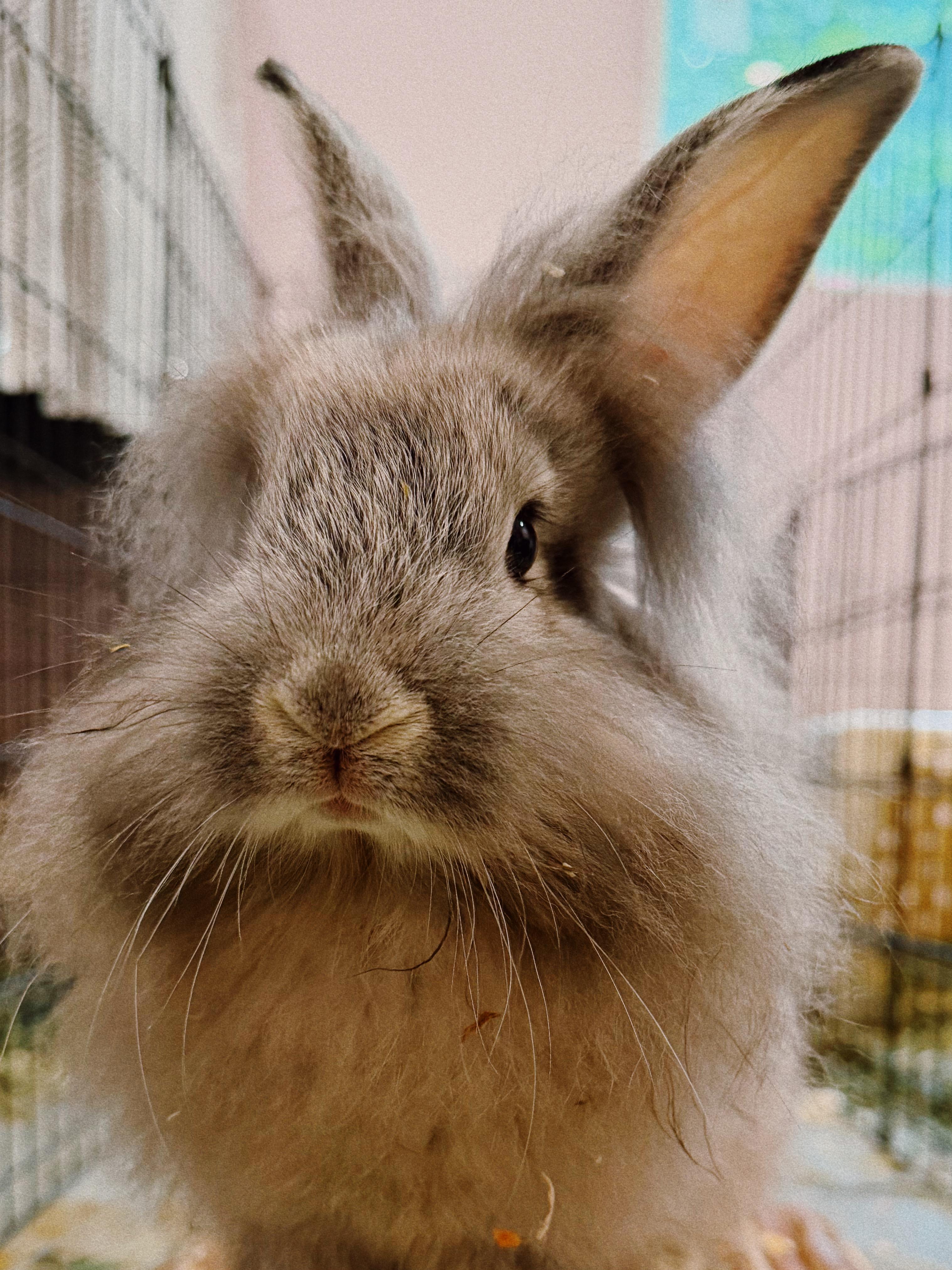Fluffilton, ADOPTABLE, Baby Male Lionhead.