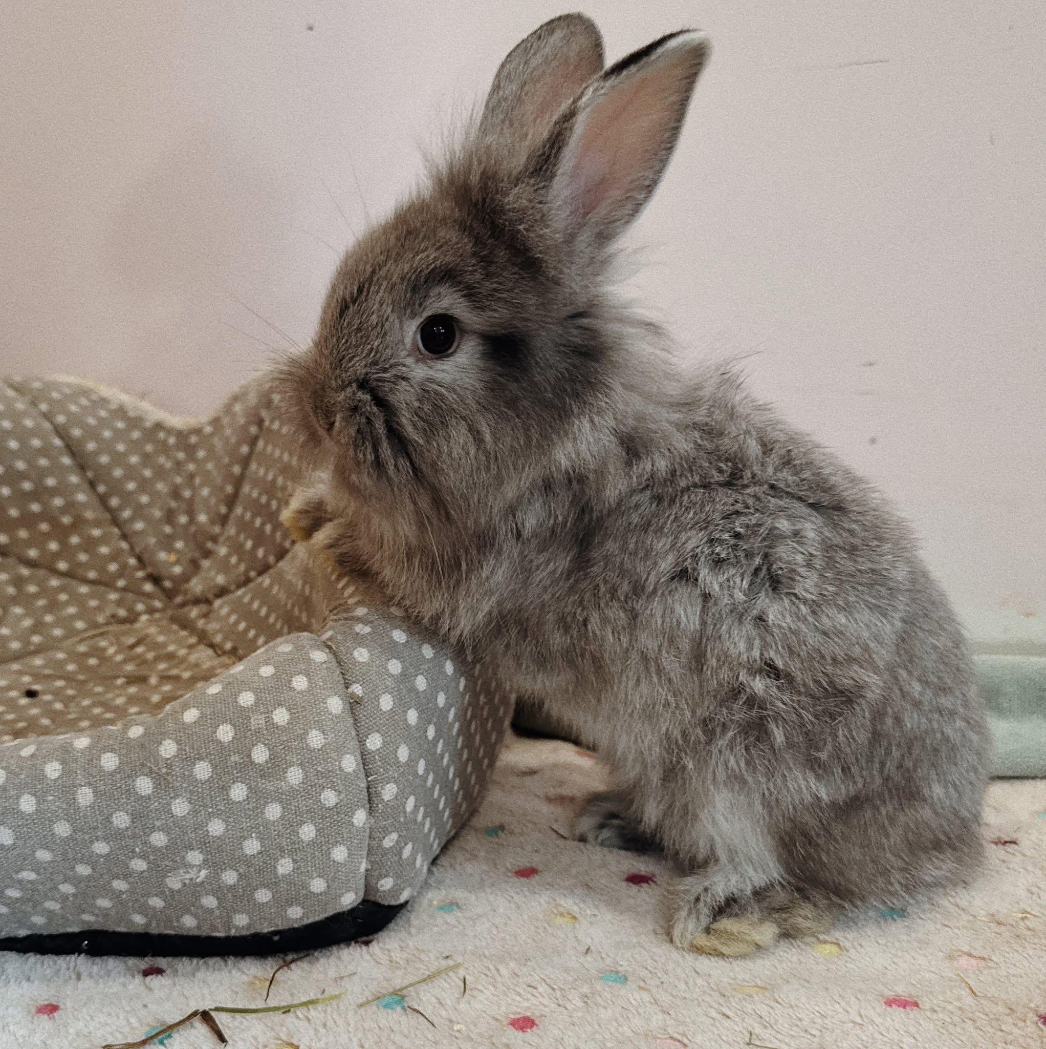 Fluffilton, a ADOPTABLE Lionhead in Roberts Creek, BC image 2/2
