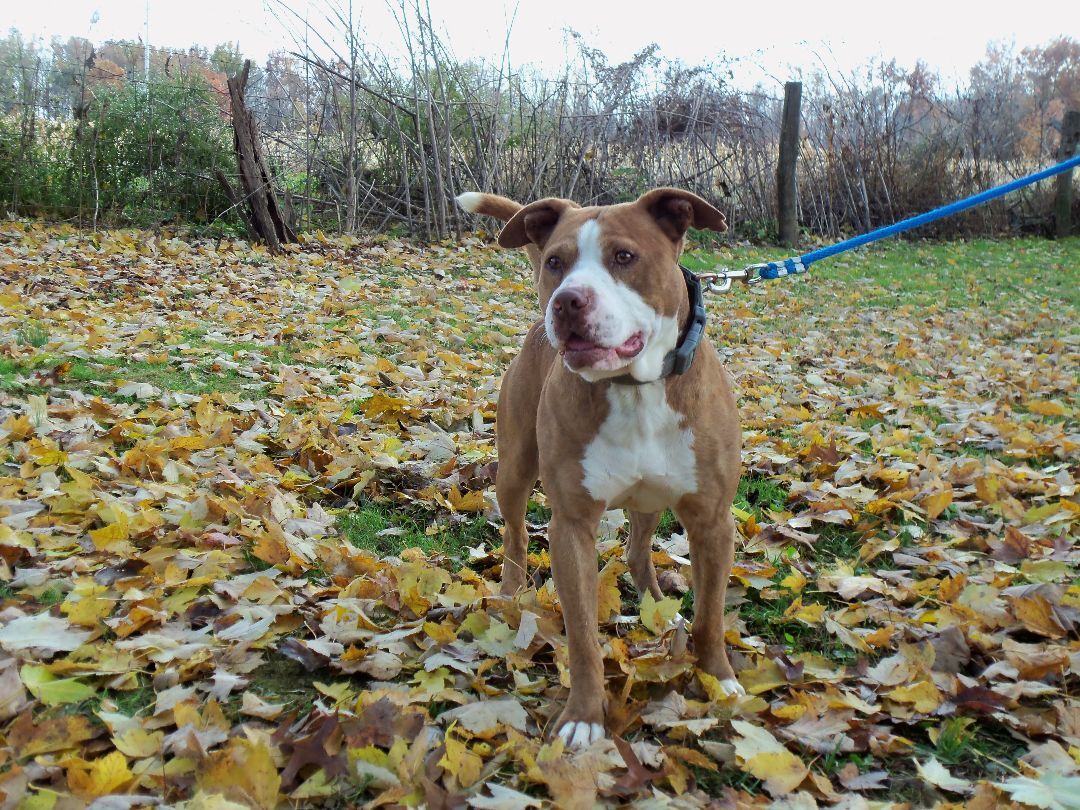 Enlarge Thor, a Adoptable mixed breed in Osgood, IN image 1/8