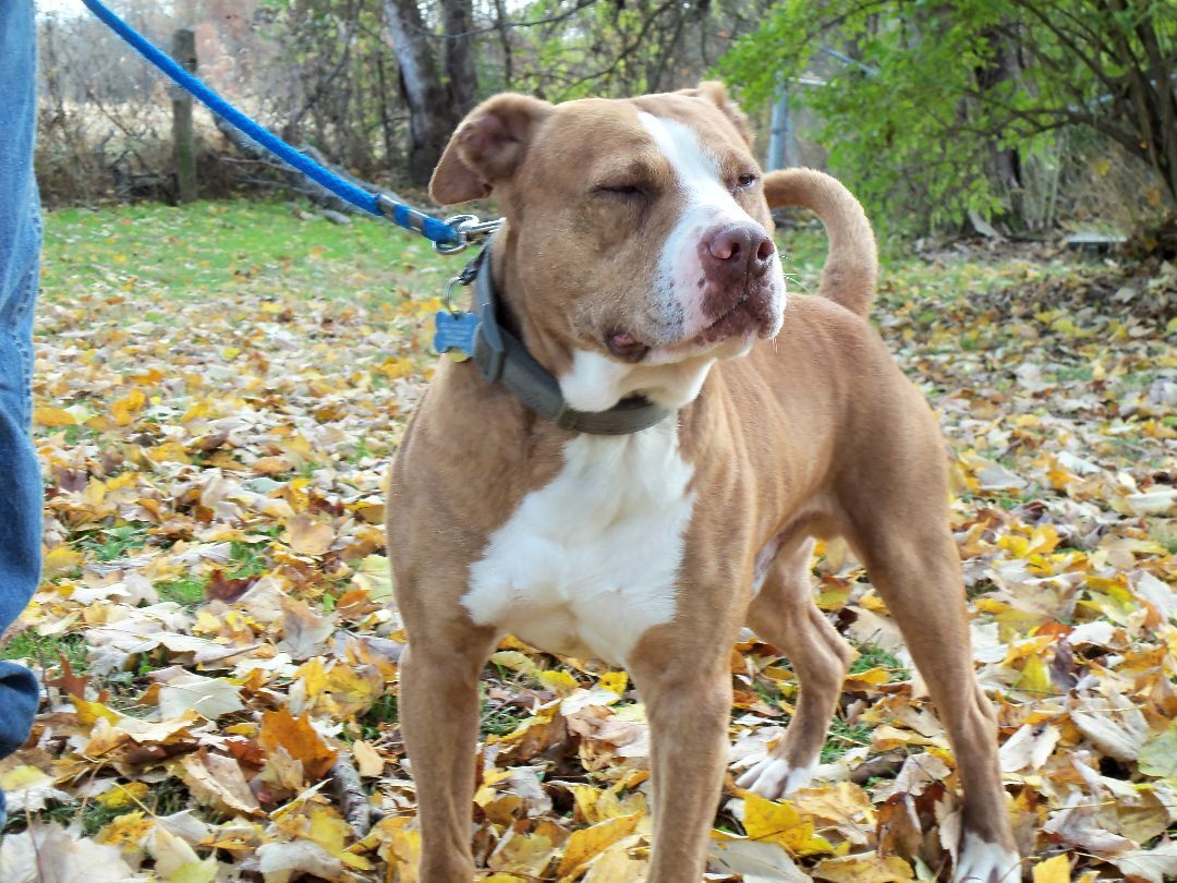 Enlarge Thor, a Adoptable mixed breed in Osgood, IN image 2/8