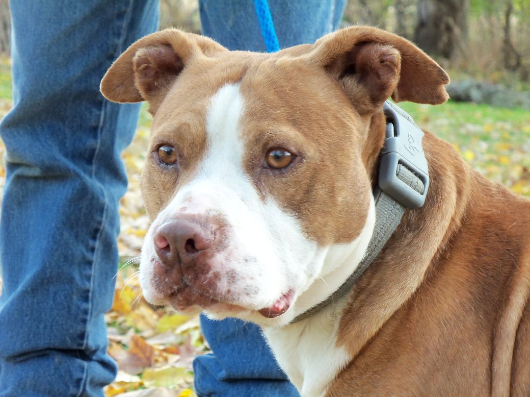 Enlarge Thor, a Adoptable mixed breed in Osgood, IN image 4/8