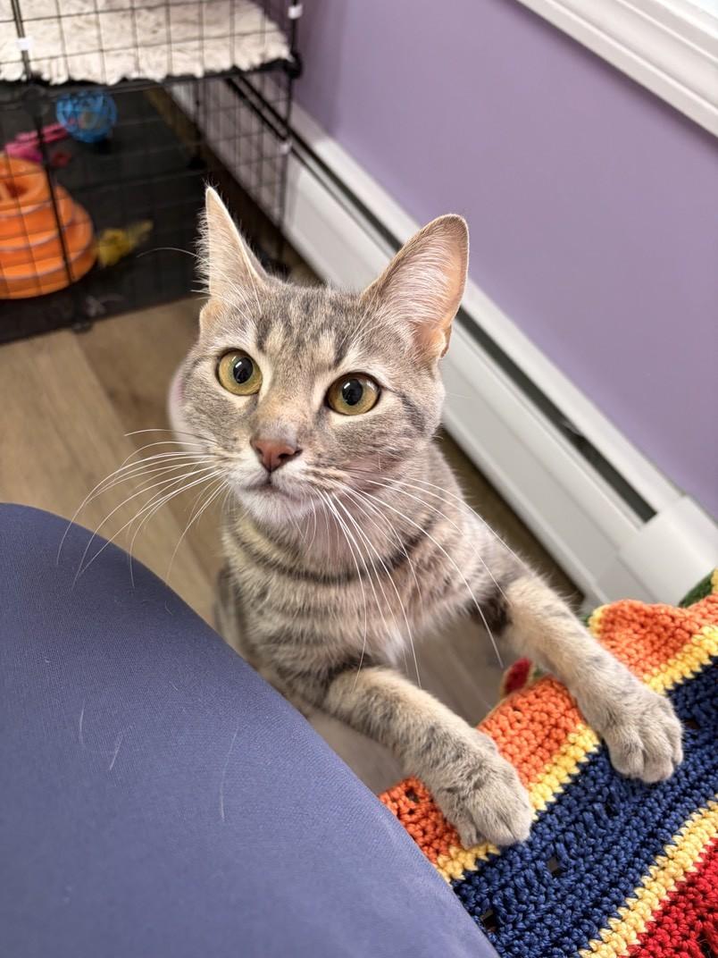 Astrid, a ADOPTABLE Domestic Short Hair in Orleans, VT image 1/2