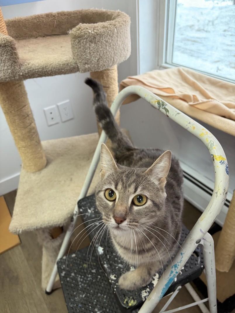 Astrid, a ADOPTABLE Domestic Short Hair in Orleans, VT image 2/2