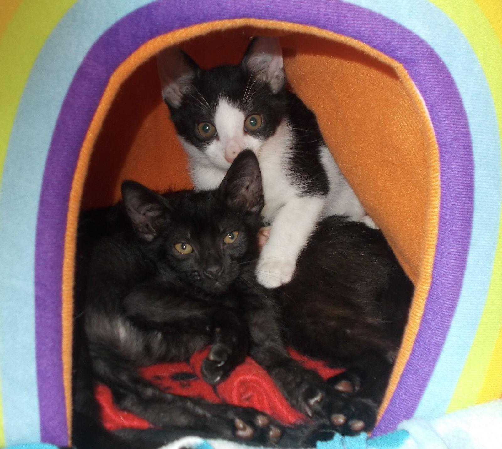 Mason, Adoptable, Kitten Male American Shorthair.