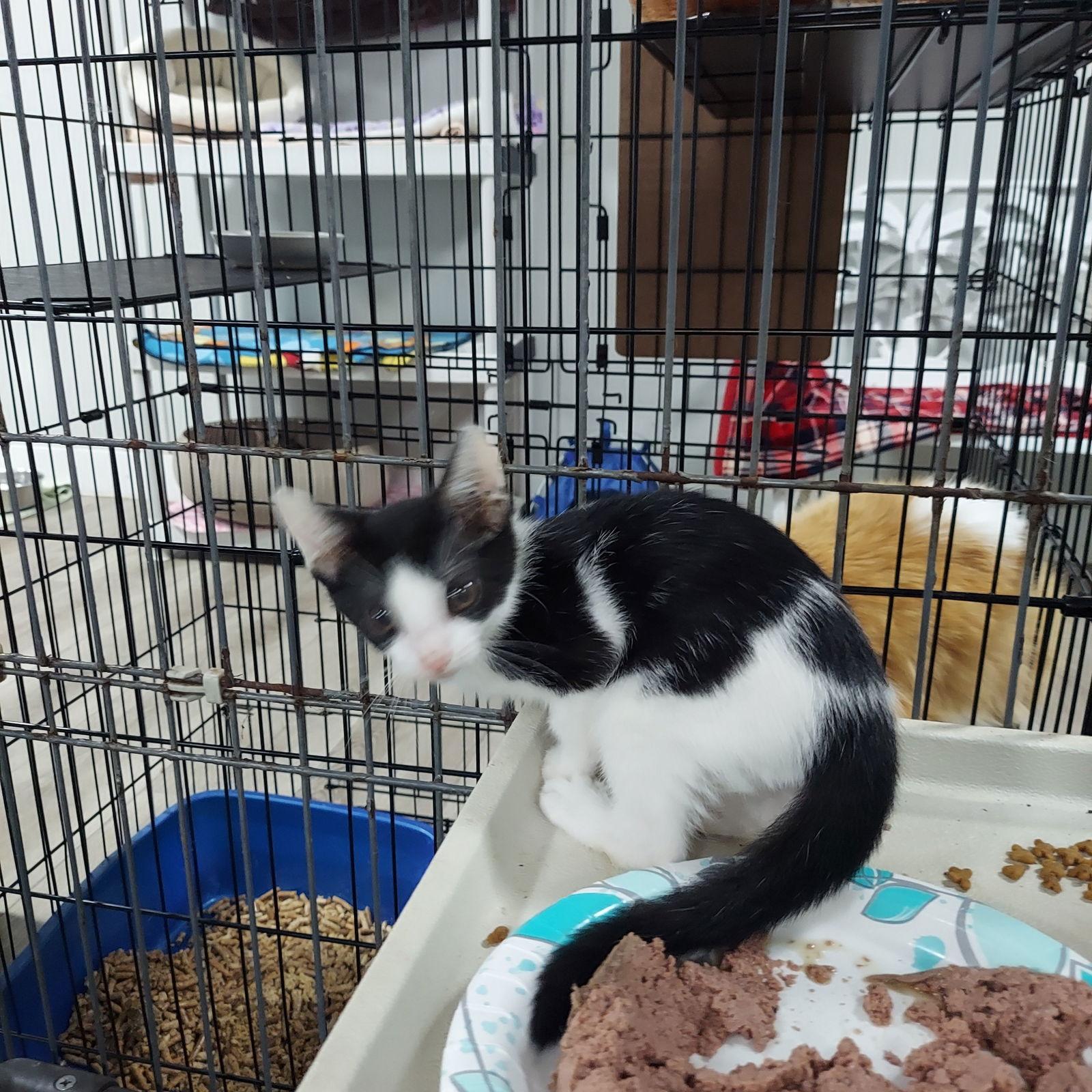 Enlarge Mason, a Adoptable American Shorthair in Naples, FL image 2/3