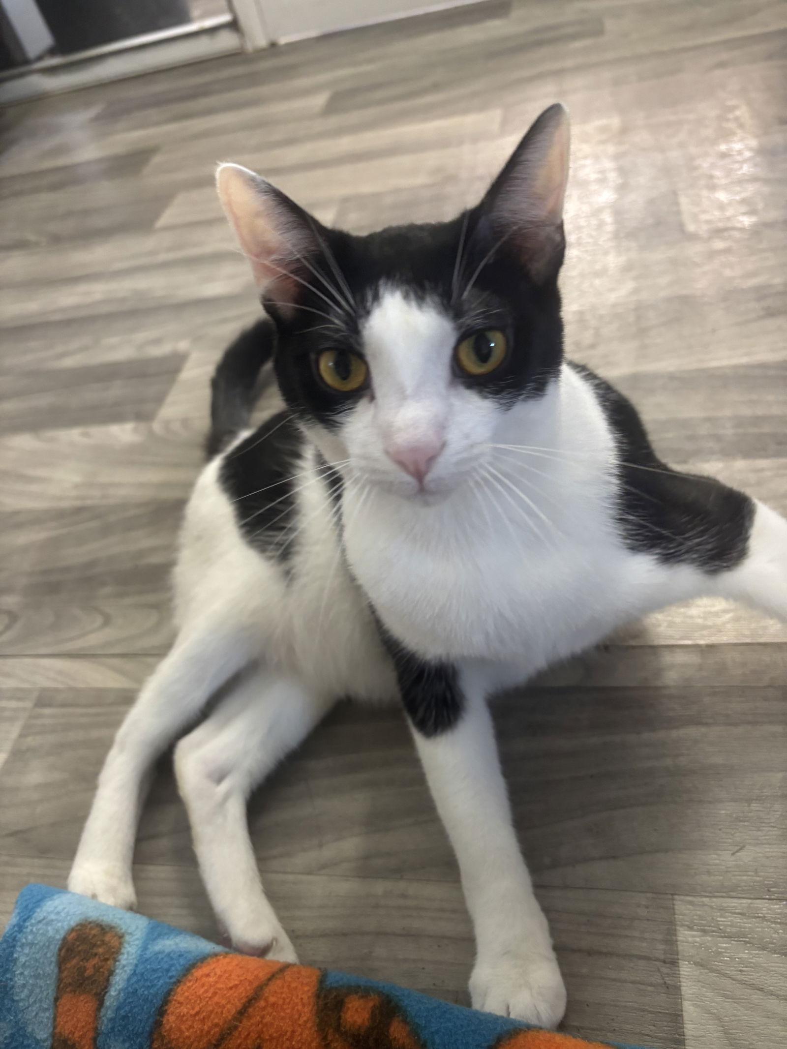 Enlarge Mason, a Adoptable American Shorthair in Naples, FL image 3/3