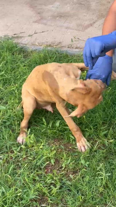 Enlarge Loki, a Adoptable mixed breed in Austin, TX video 4/4