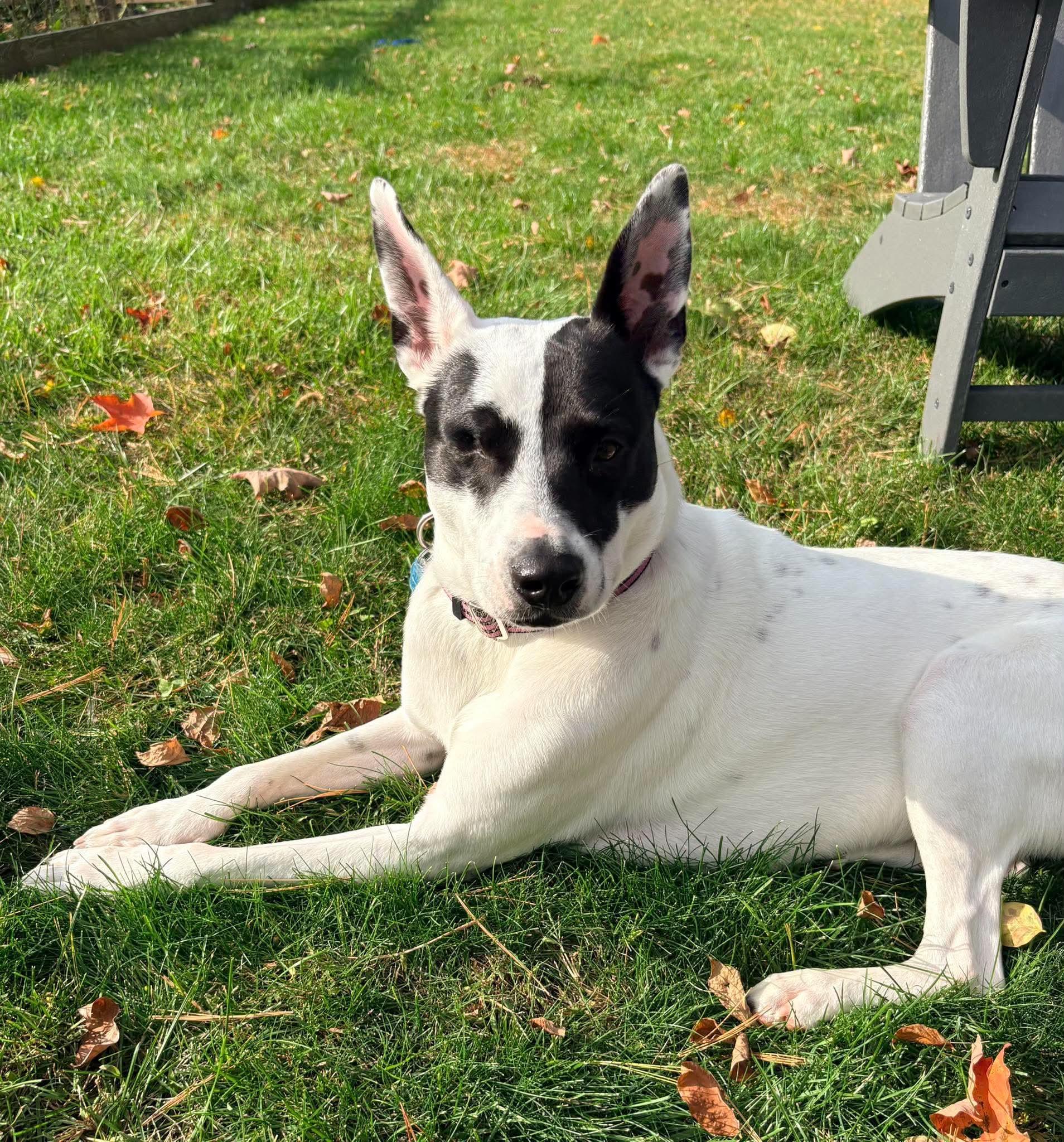 Cutie Pie, Adoptable, Adult Female Mixed Breed.
