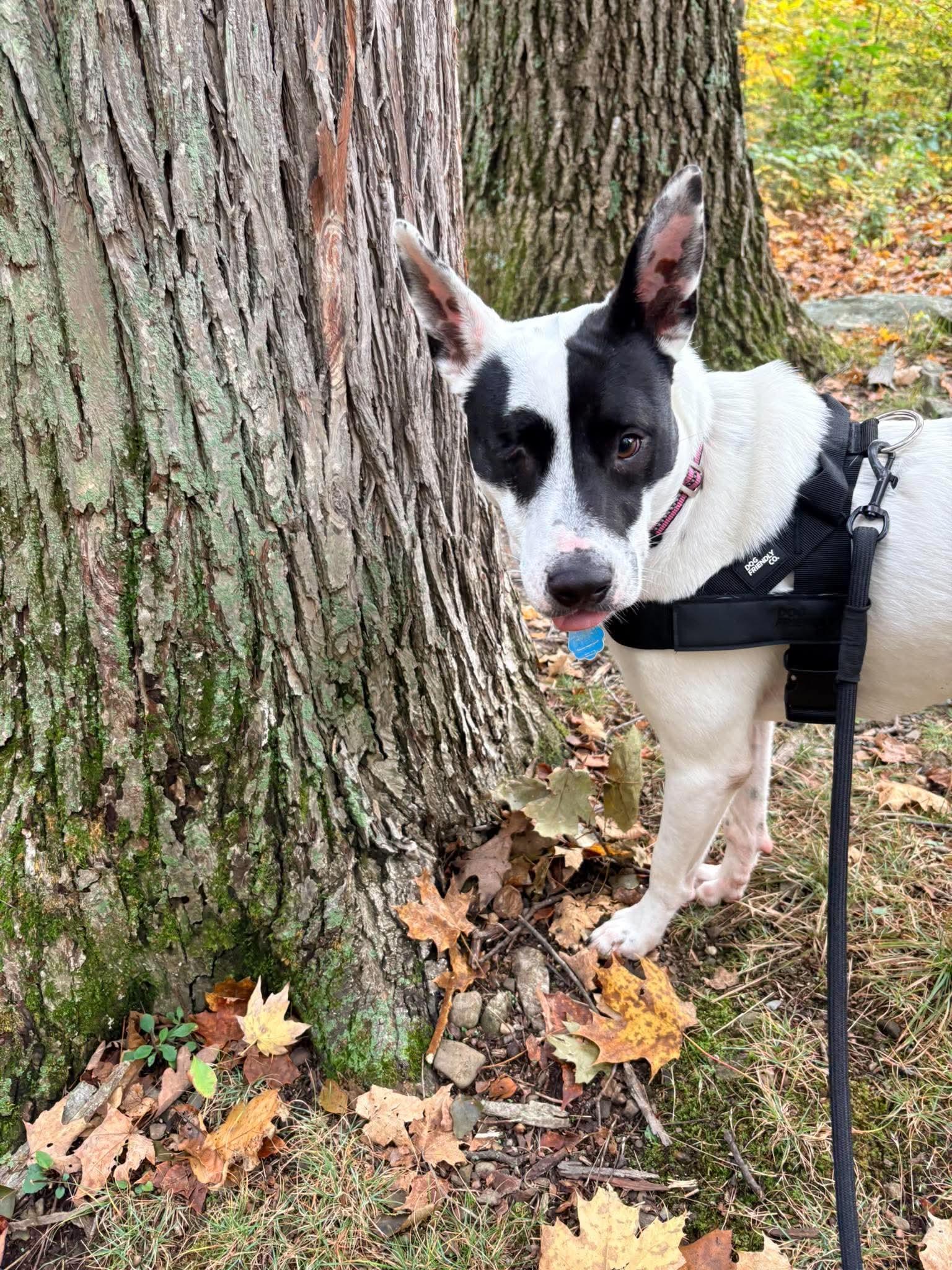 Enlarge Cutie Pie, a Adoptable Mixed Breed in Highland, NY image 2/3
