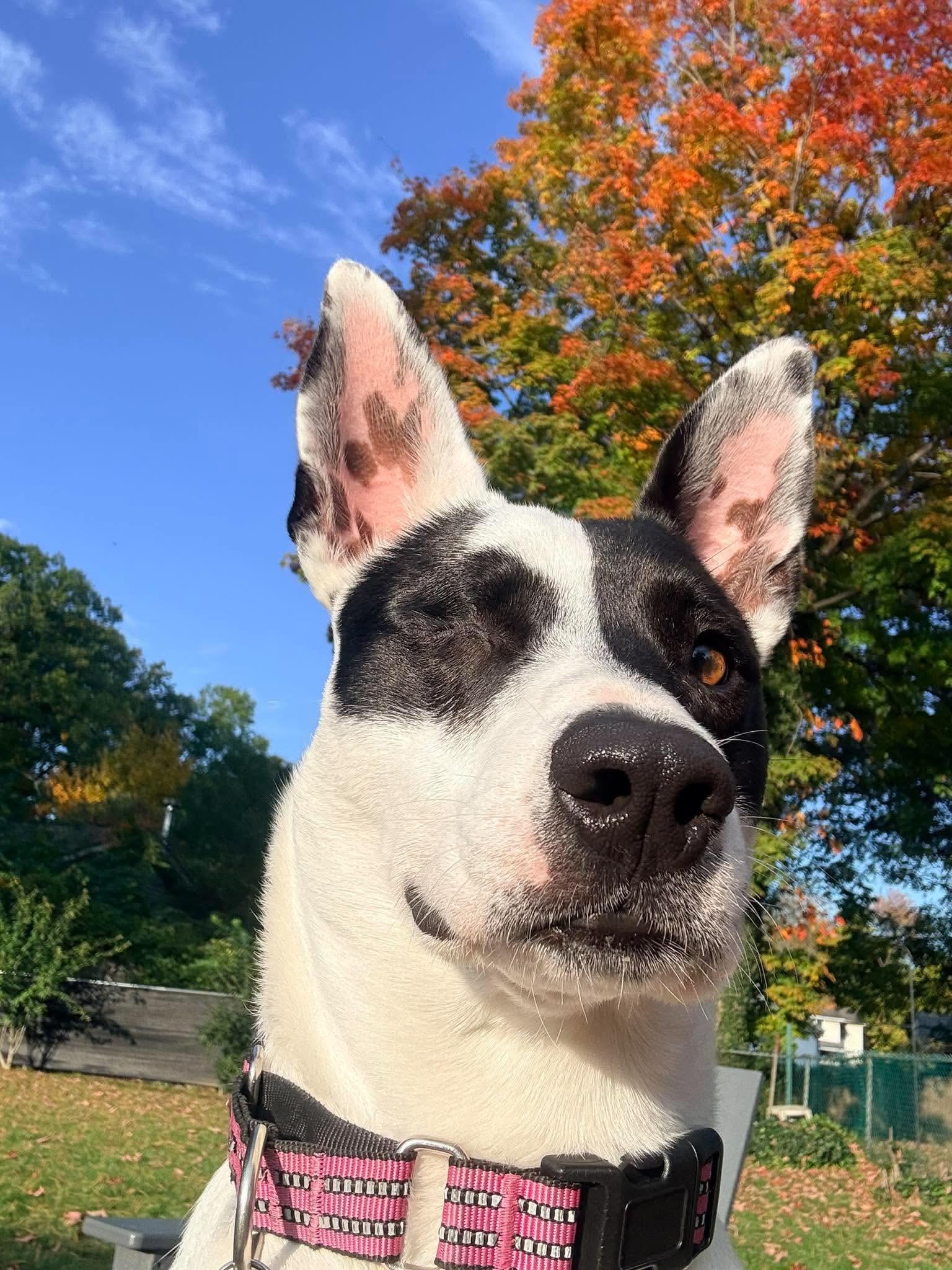 Enlarge Cutie Pie, a Adoptable Mixed Breed in Highland, NY image 3/3