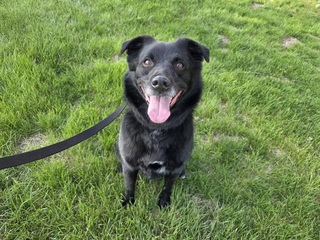 Enlarge BOONE, a Adoptable mixed breed in Omaha, NE image 1/1