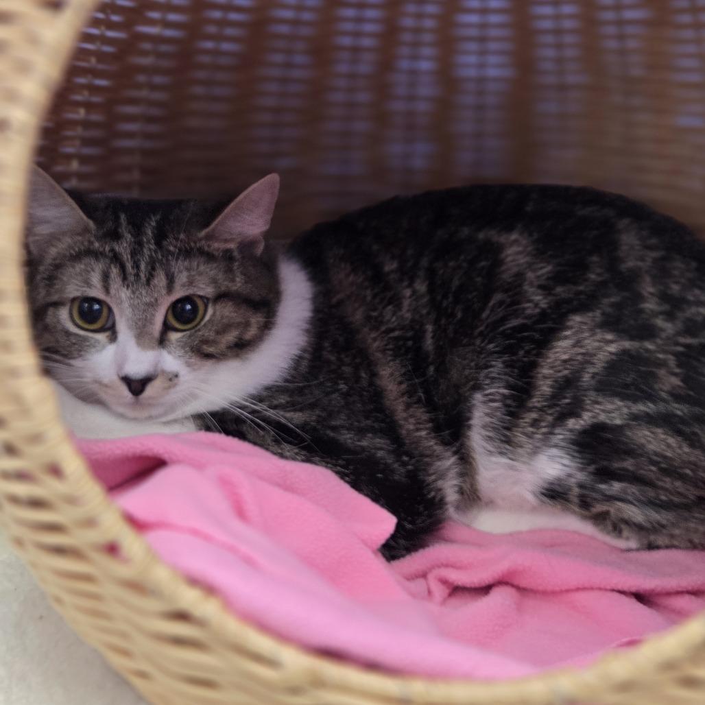 Gem, Adoptable, Adult Female Domestic Short Hair.