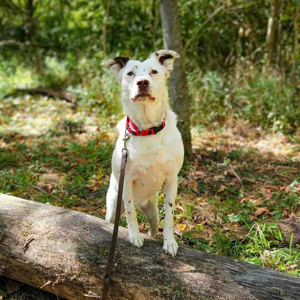 Mercedes, Adoptable, Adult Female Australian Shepherd & Jack Russell Terrier.