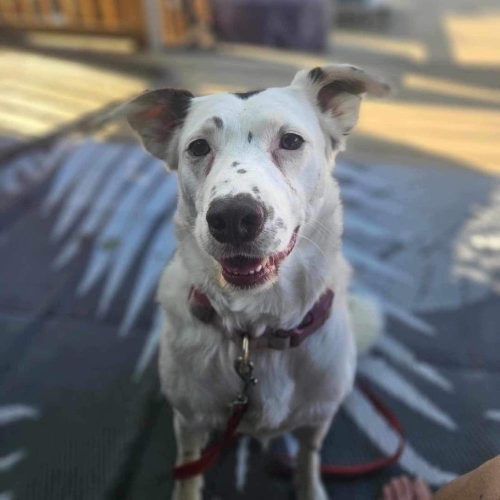 Mercedes — thumbnail 2