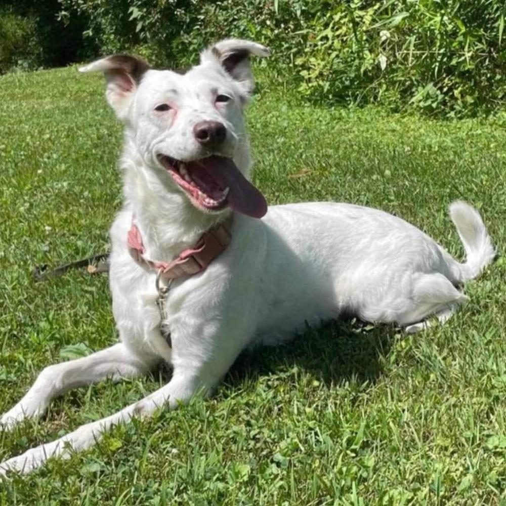 Enlarge Mercedes, a Adoptable mixed breed in Grove City, OH image 3/6