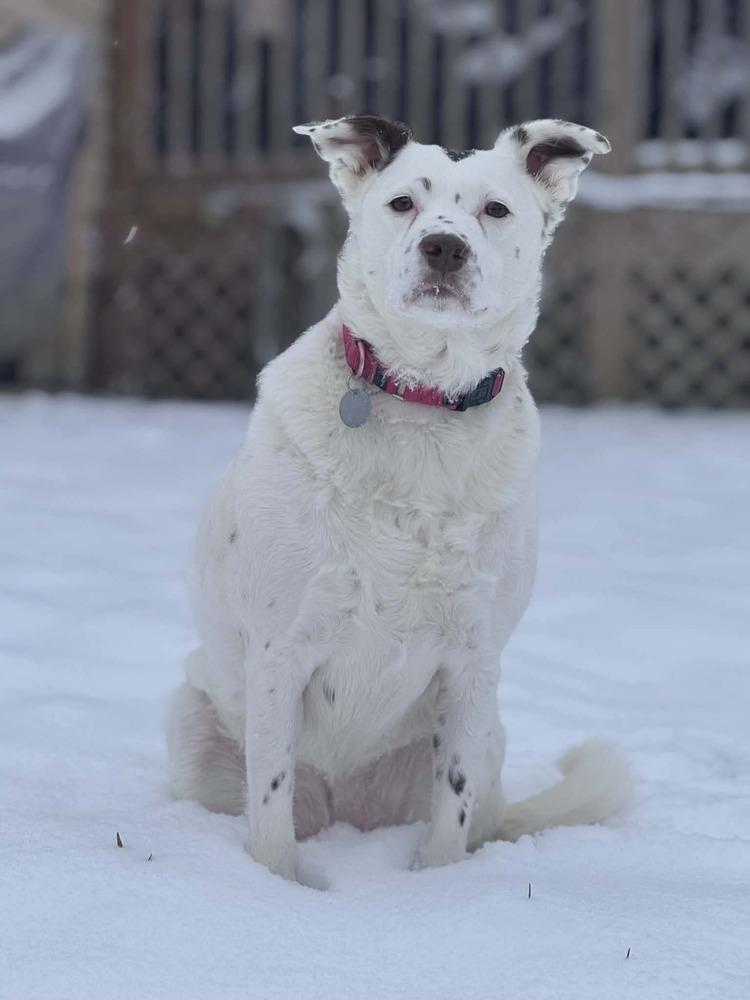 Enlarge Mercedes, a Adoptable mixed breed in Grove City, OH image 4/6