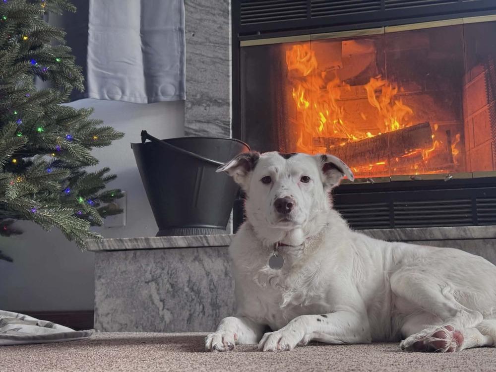 Enlarge Mercedes, a Adoptable mixed breed in Grove City, OH image 5/6