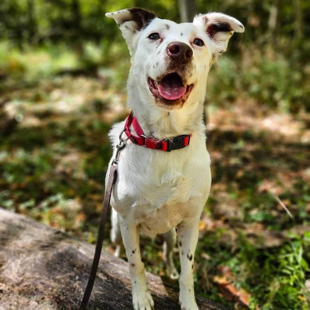 Mercedes — thumbnail 6