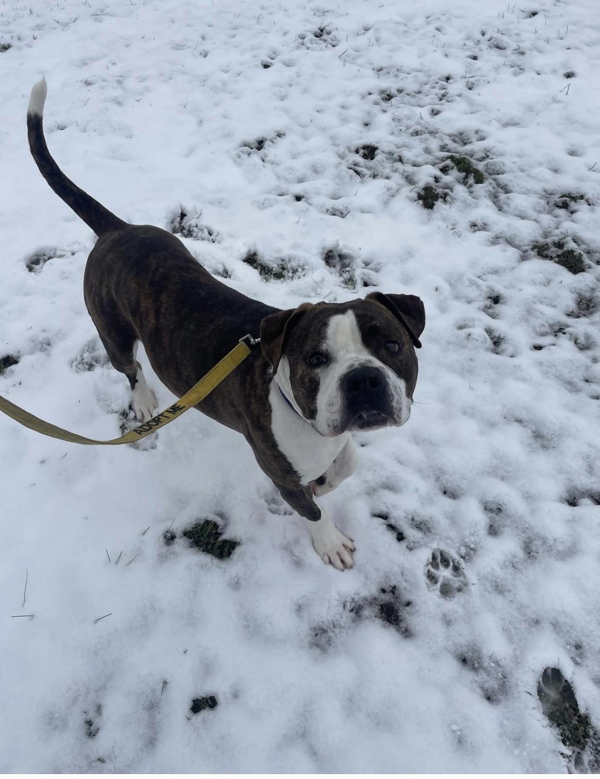 Jax, a Adoptable mixed breed in Syracuse, NY image 2/3