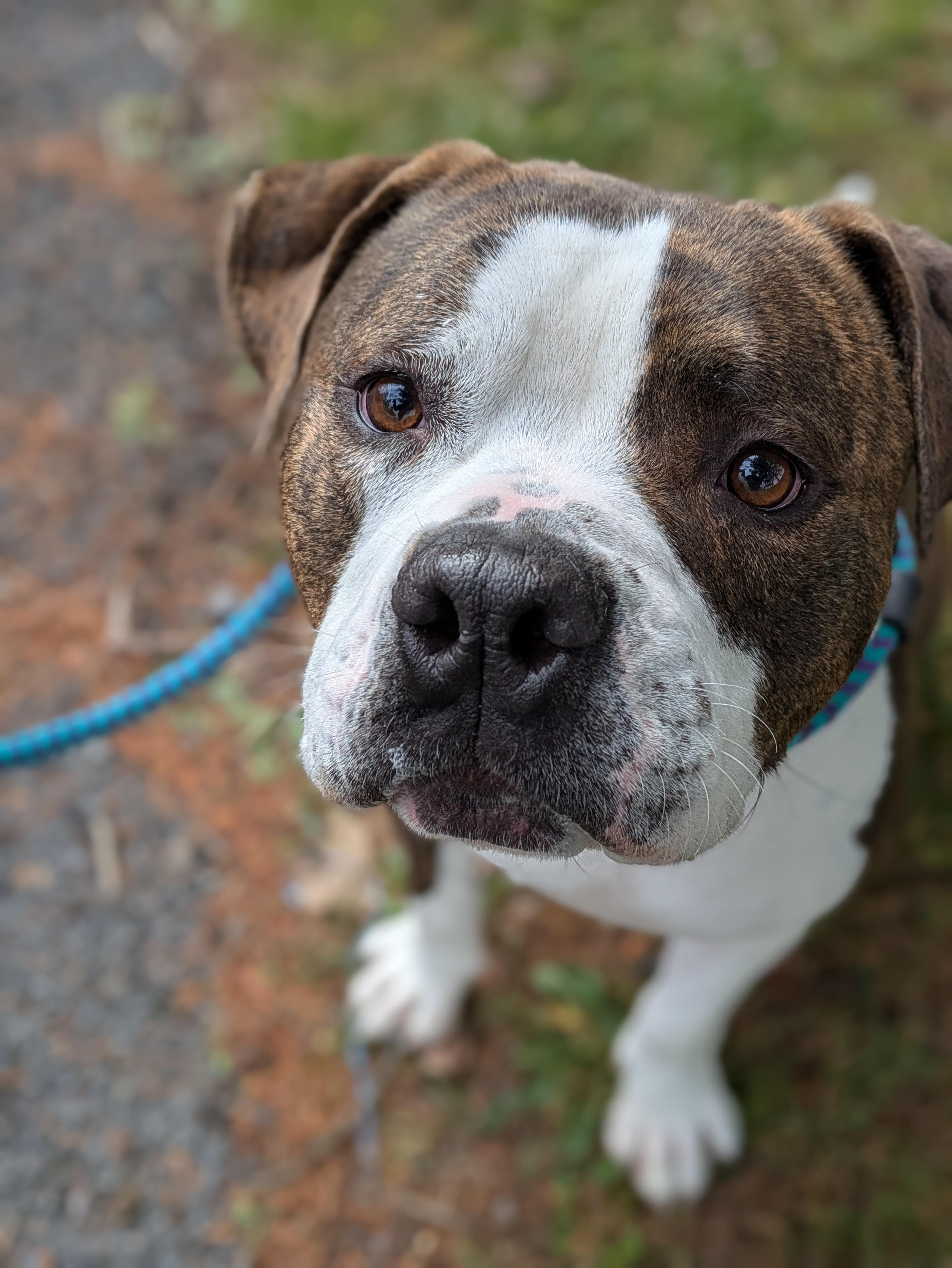 Jax, a Adoptable mixed breed in Syracuse, NY image 3/3