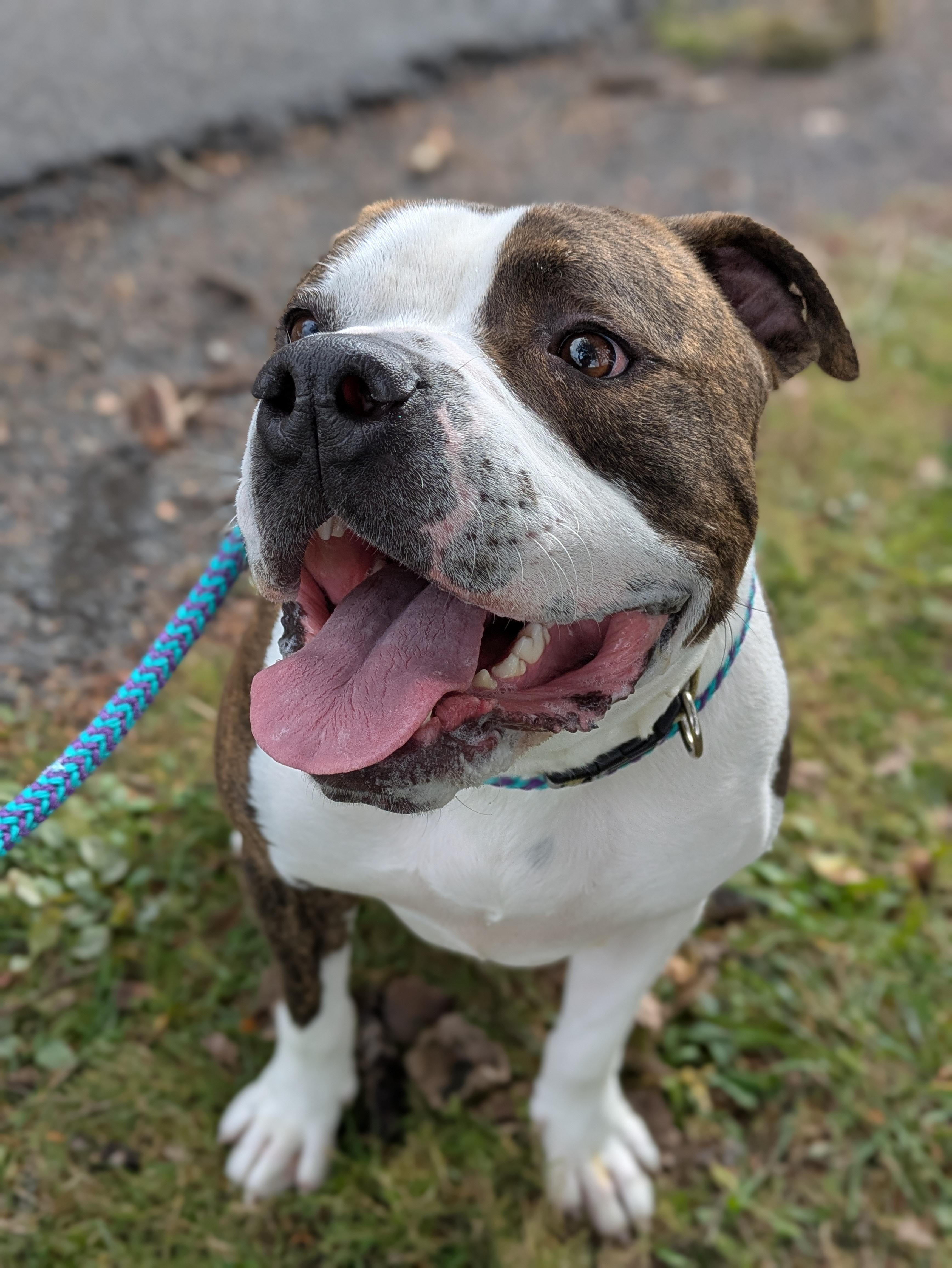 Jax, a Adoptable mixed breed in Syracuse, NY image 1/3