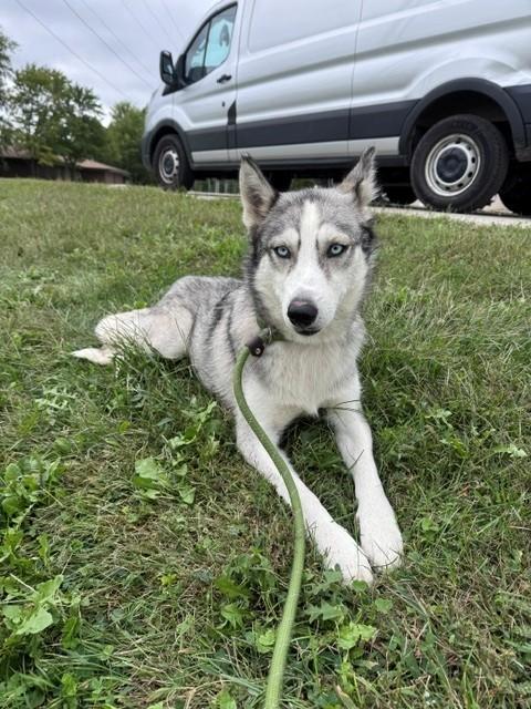 Willow, Adoptable, Adult Female Siberian Husky.