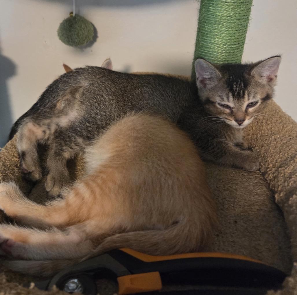 Flicker, a ADOPTABLE Domestic Short Hair in Maineville, OH image 2/6