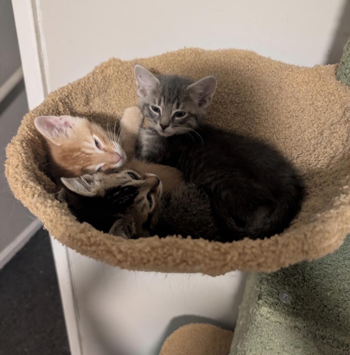 Flicker, a ADOPTABLE Domestic Short Hair in Maineville, OH image 5/6