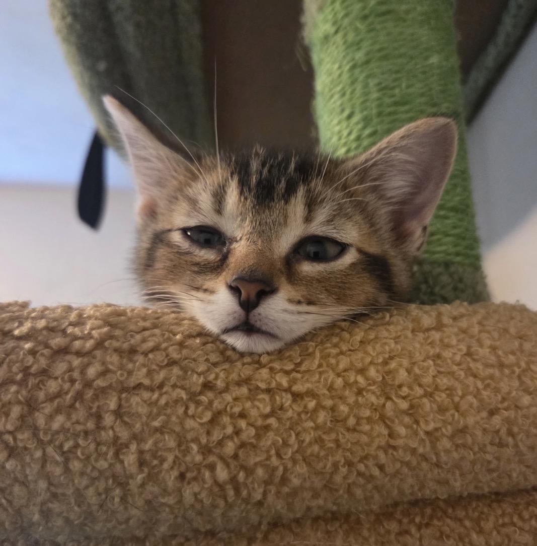 Flicker, ADOPTABLE, Kitten Female Domestic Short Hair.