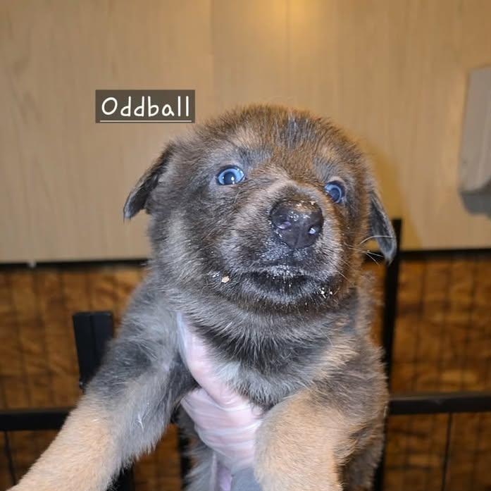 Oddball (20260213-02)