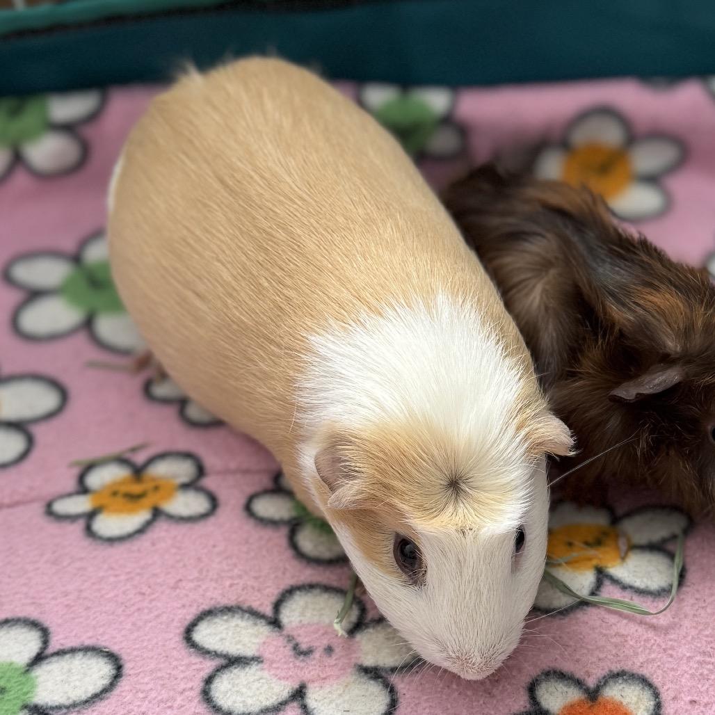 Elliot, Adoptable, Adult Male Guinea Pig.