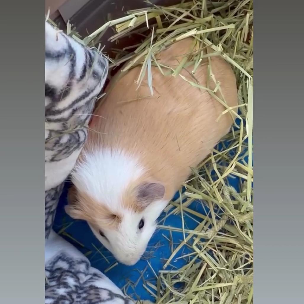 Enlarge Elliot, a Adoptable Guinea Pig in Las Vegas, NV image 1/1