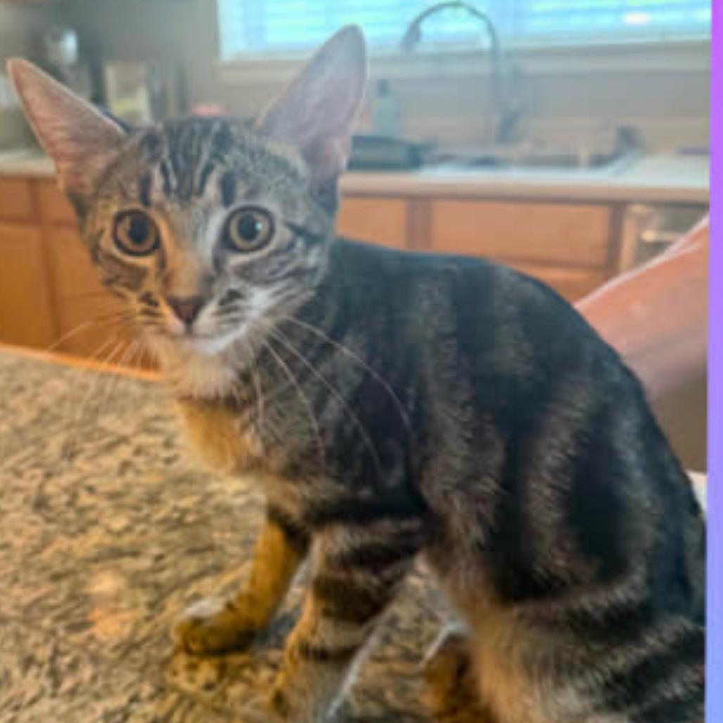Tabitha, Adoptable, Young Female American Shorthair.
