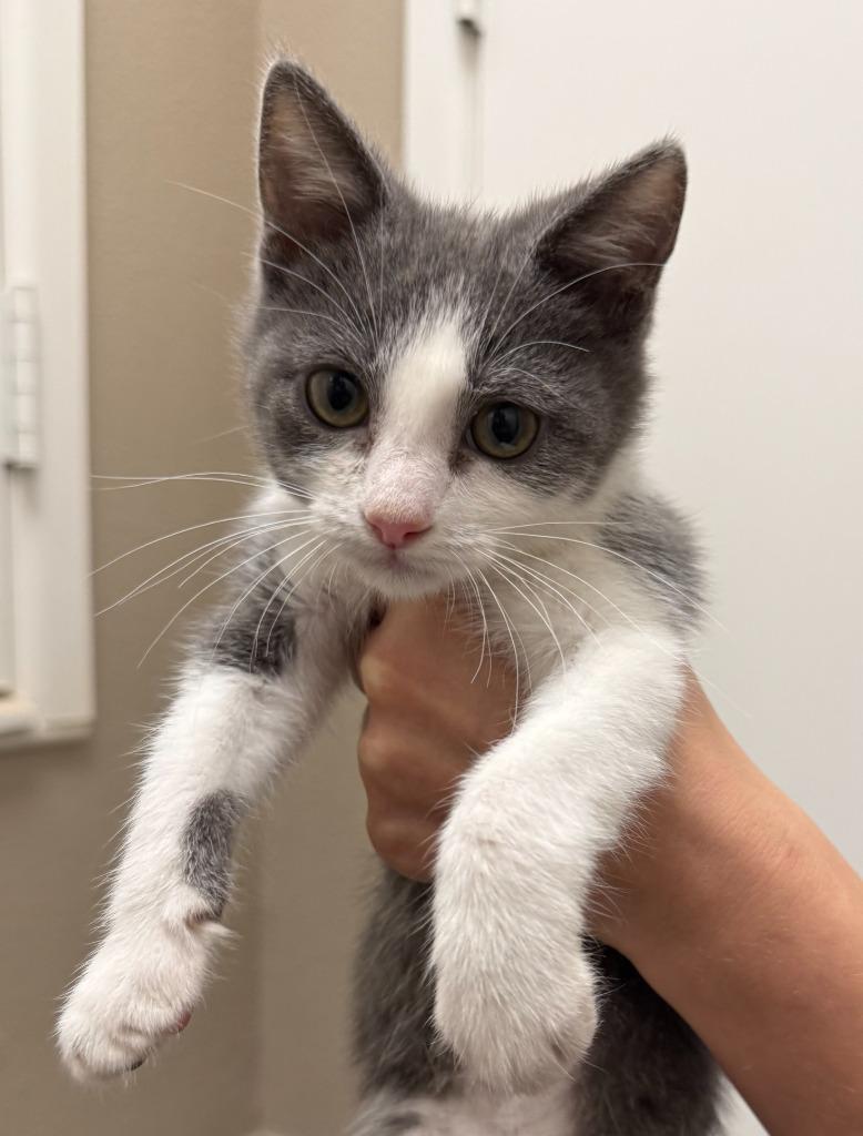 Enlarge Rocket, a Adoptable mixed breed in Midland, TX image 1/2
