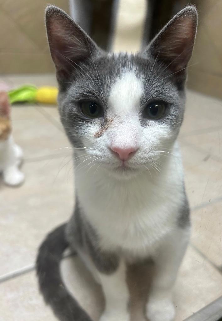 Enlarge Rocket, a Adoptable mixed breed in Midland, TX image 2/2