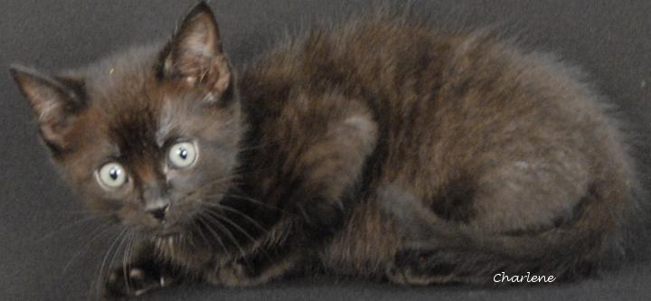 Enlarge Cassette, a Adoptable Domestic Short Hair in Newland, NC image 1/2