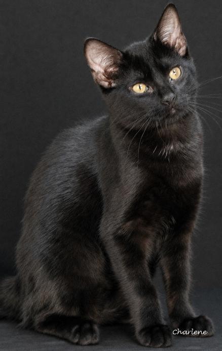 Cassette, Adoptable, Young Female Domestic Short Hair.