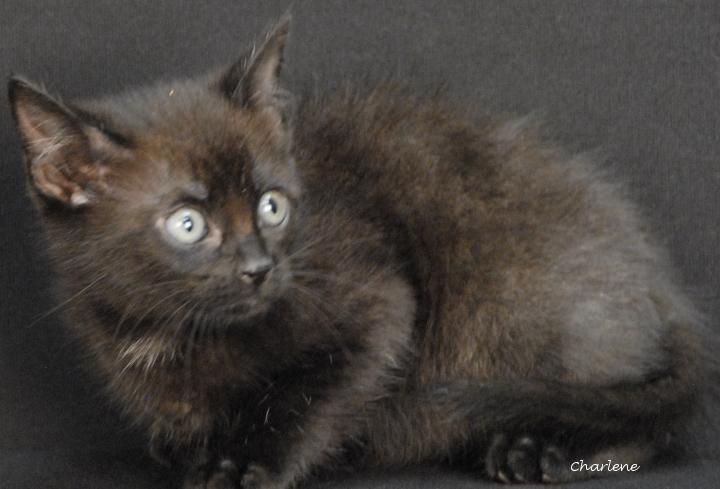 Enlarge Cassette, a Adoptable Domestic Short Hair in Newland, NC image 2/2